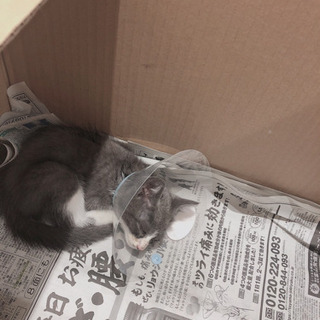 チャコールグレーに白靴下の子猫