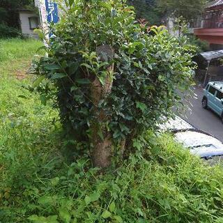 生木の伐採抜根作業できる方を探しております