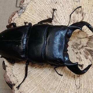 ダイオウヒラタクワガタ　ペア