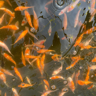 【錦鯉稚魚】説明文を必ずお読み下さい。