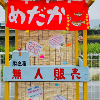 メダカなんぷすめだかの画像