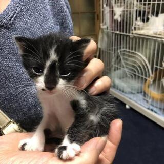 6/22生まれ、コアラみたいな子猫です