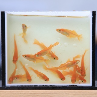 メダカ　楊貴妃　若魚　10匹500円 の画像