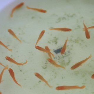 メダカ　楊貴妃　若魚　10匹500円 の画像