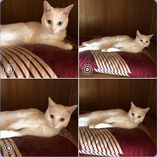 【緊急】飼い主さん死去により取り残された白猫の女の子