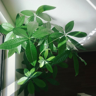 鉢&ココファイバー付き 大型 ねじりパキラ　160㎝　三つ編みの画像