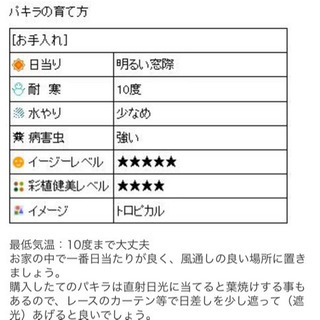 鉢&ココファイバー付き 大型 ねじりパキラ　160㎝　三つ編みの画像