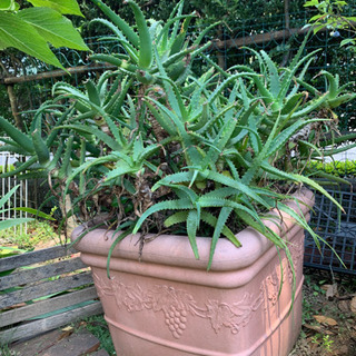 [決まりました] アロエ　植木鉢付き