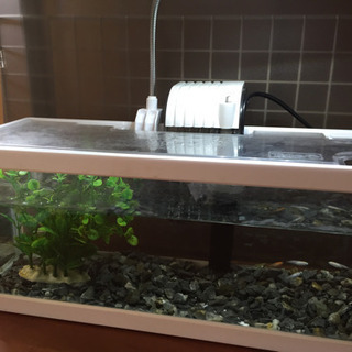 新品 Tetra金魚 メダカの水槽フィルターの画像