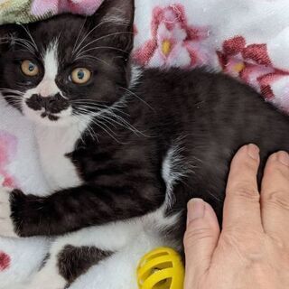 生後2ヶ月の保護猫〜白黒の男の子　ジュンくん