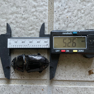 能勢YGオオクワガタ♀52.6mm