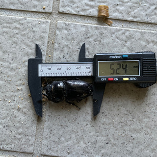能勢YGオオクワガタ♀52.4mm