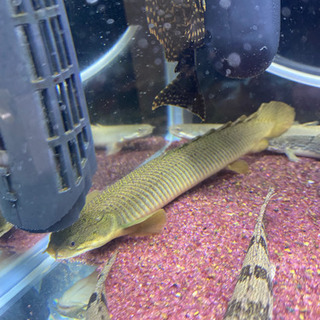 ※最終値下げ！　ポリプテルス・セネガルス（熱帯魚）