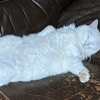 白、大型長毛の猫を探しています