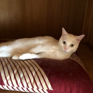 飼い主さんが死去された為里親さんを募集！