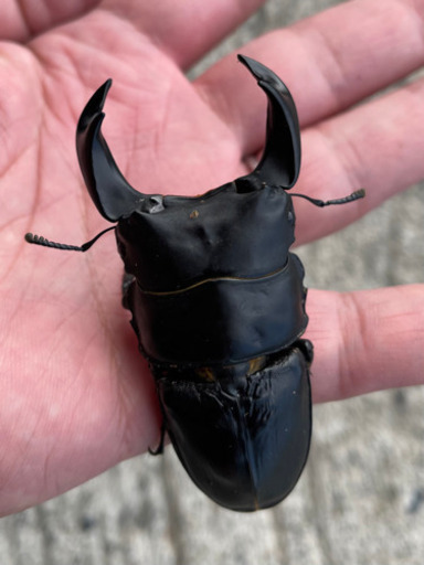 北峰産 ホペイ オオクワガタペア