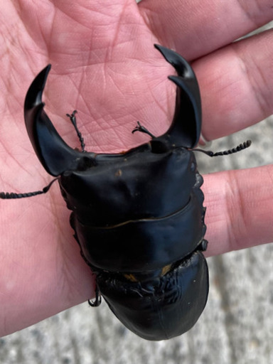 北峰産 ホペイ オオクワガタペア