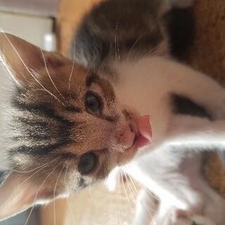 人懐っこくて可愛いです！里親募集です！ - 猫
