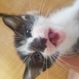 人懐っこくて可愛いです！里親募集です！の画像