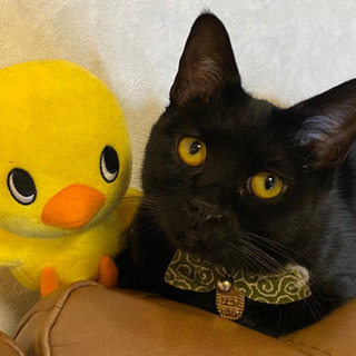 【クロネコメンバー募集中！】足元スリスリゴロゴロ甘えん坊ちゃん