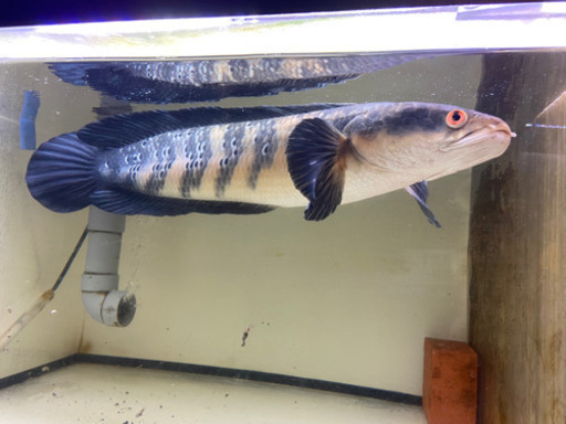 レッドマルリオイデス　センタルン55センチ