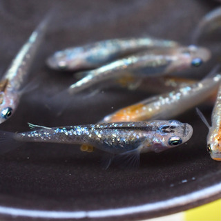 めだかくらぶ　残りわずか！煌メダカ　若魚5匹＋@の画像