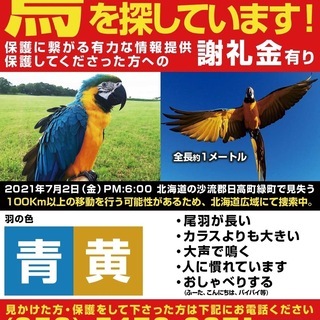 日高で迷子のコンゴウインコ探してます