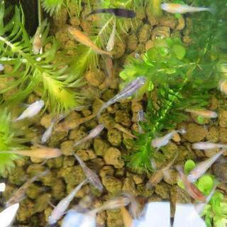 メダカ成魚ミックス2