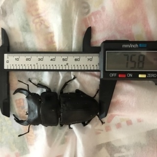 オオクワガタ