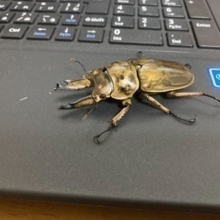 ババオウゴンオニ幼虫　能勢ygオオクワガタメス　ニジイロクワガタ...