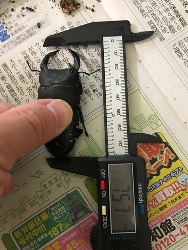 能勢産オオクワガタ