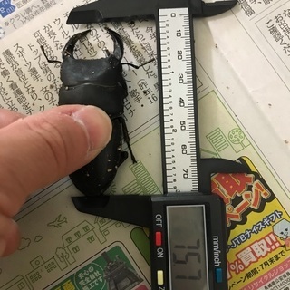 能勢産オオクワガタ