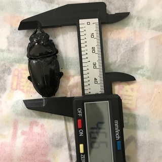 能勢産オオクワガタの画像