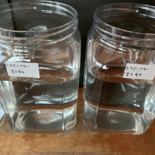 メダカ販売中！！明日まで！！サファイア完売！