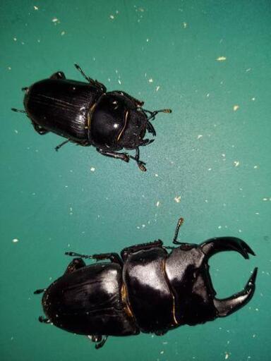 オオクワガタ久留米産①