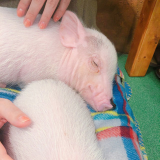 こぶたカフェ🐷動物好きな方✨