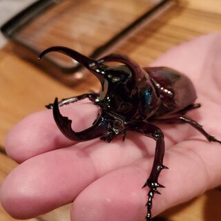 取引中④超新成虫アトラスオオカブトスラウェシ♂️♀️♀️トリプル