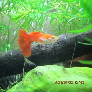 終了【差し上げます】グッピーの稚魚・若魚⑱の画像