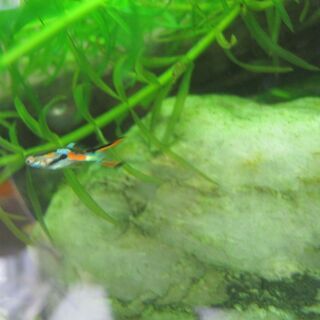 終了【差し上げます】グッピーの稚魚・若魚⑱の画像