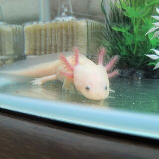 終了【差し上げます】グッピーの稚魚・若魚⑱の画像