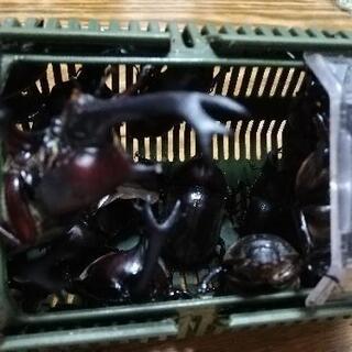 カブトムシ差し上げます！　　　　無料の画像