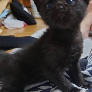 ★急募★黒猫ジジ
