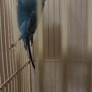 オカメインコ 1羽 セキセイインコ2羽