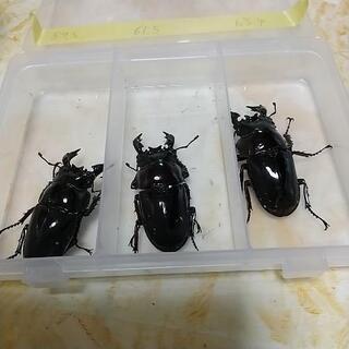 レギウスオオツヤクワガタ  色々 単品