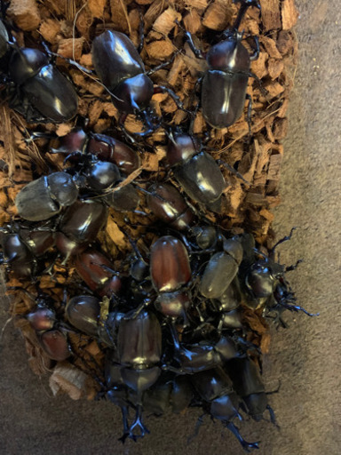 千葉県産夜捕れ120匹カブトムシ＆ノコギリクワガタ