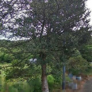 植木　慎の木　マキの木の画像