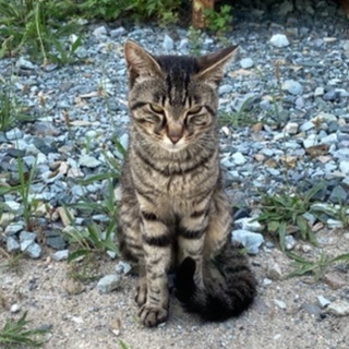 キジトラ♂ 