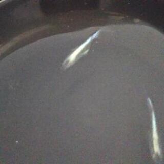 めだか 鱗光 卵  水草についてます