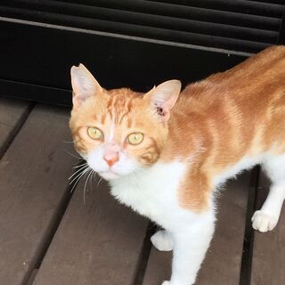 アメショMIX 茶白✨1歳男の子★すりすりごろごろ人が大好き💛