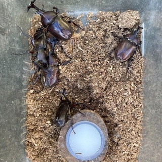 カブトムシ！オスのみ